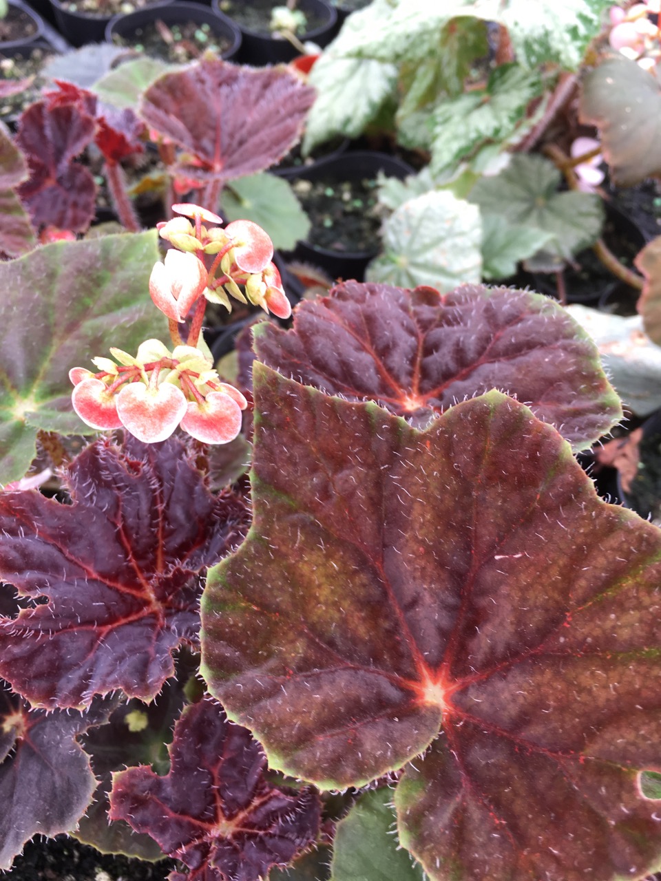 B. ‘Rhumba Riot’